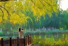 葡京足球比分直播-葡京足球比分直播，球迷的实时观赛指南与激情共享平台